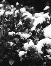 Snowfall