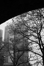Deansgate Square through the trees