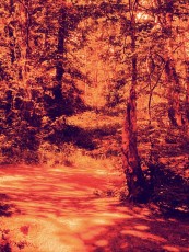 Heaton Park, Manchester
Shot on redscale film