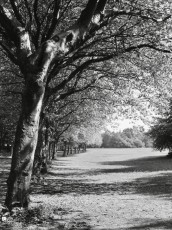 Avenue of lime trees, Heaton Park, Manchester