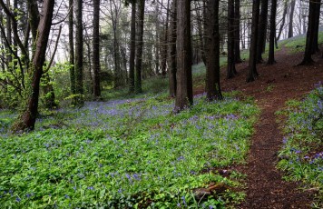 Wood above Lyme Regis, Dorset