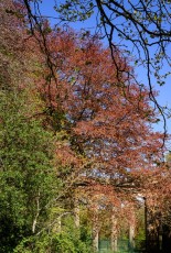 Late spring, Heaton Park, Manchester